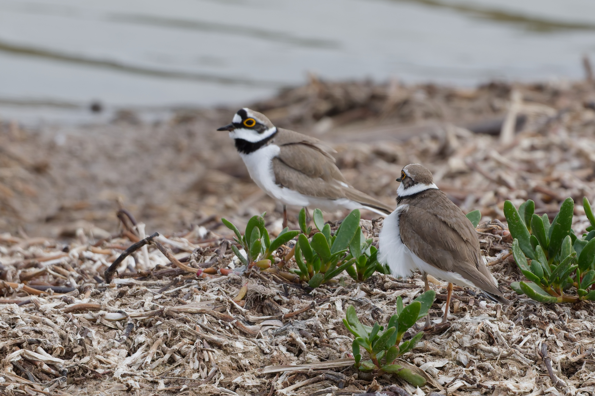 Little ringed plover (Thinornis dubius)